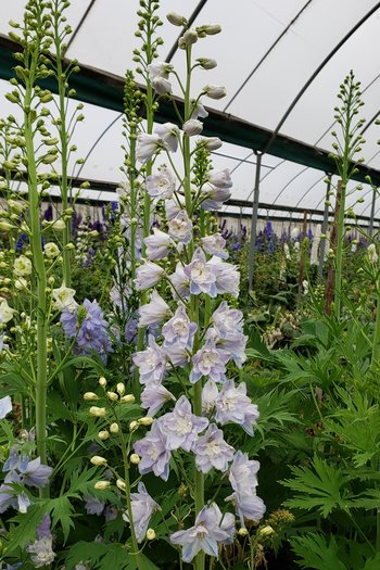 Hybrid Delphinium Lavender 